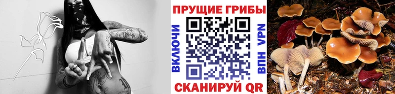 Псилоцибиновые грибы Cubensis  Нефтекумск 